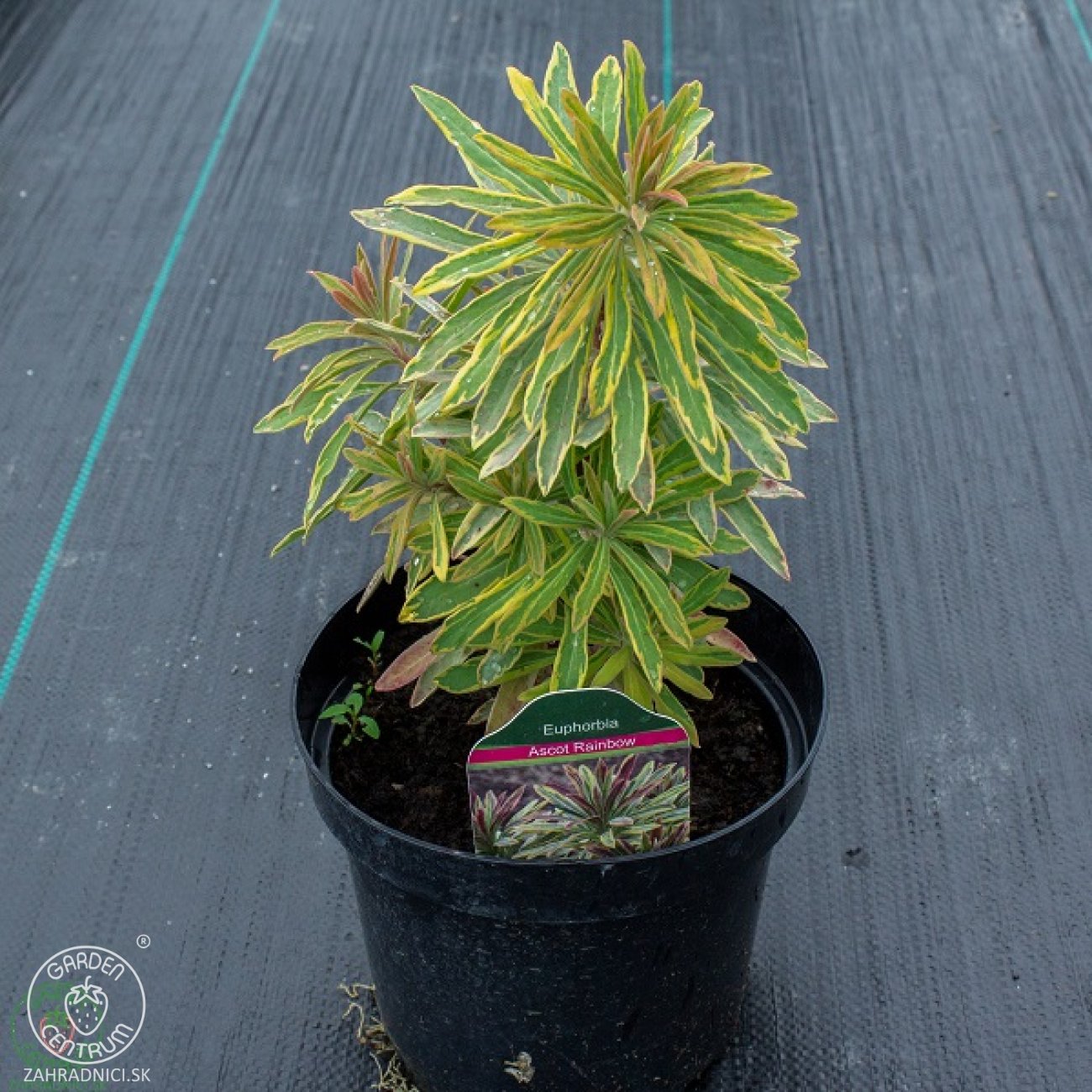 Obrázok Mliečnik mandľolistý (Euphorbia amygdaloides) ´ASCOT RAINBOW´ - kont. C2L